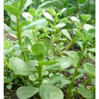 Hạt giống rau sam ( gói 1gram ) - Knseeds4