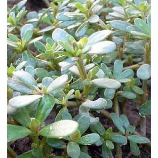 Hạt giống rau sam ( gói 1gram ) - Knseeds4