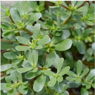 Hạt giống rau sam ( gói 1gram ) - Knseeds4