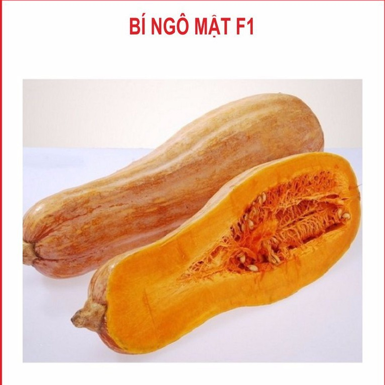 Hạt giống Bí Mật - bí đỏ - 10 hạt - Knseeds4