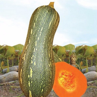 Hạt giống Bí Mật - bí đỏ - 10 hạt - Knseeds4