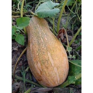 Hạt giống Bí Mật - bí đỏ - 10 hạt - Knseeds4