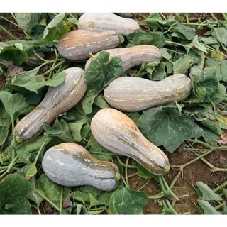 Hạt giống Bí Mật - bí đỏ - 10 hạt - Knseeds4