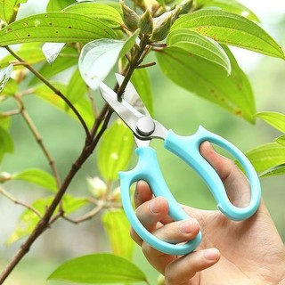 Kéo cắt cành, tỉa hoa.