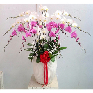 Combo 5 CÀNH TUYẾT DẺO