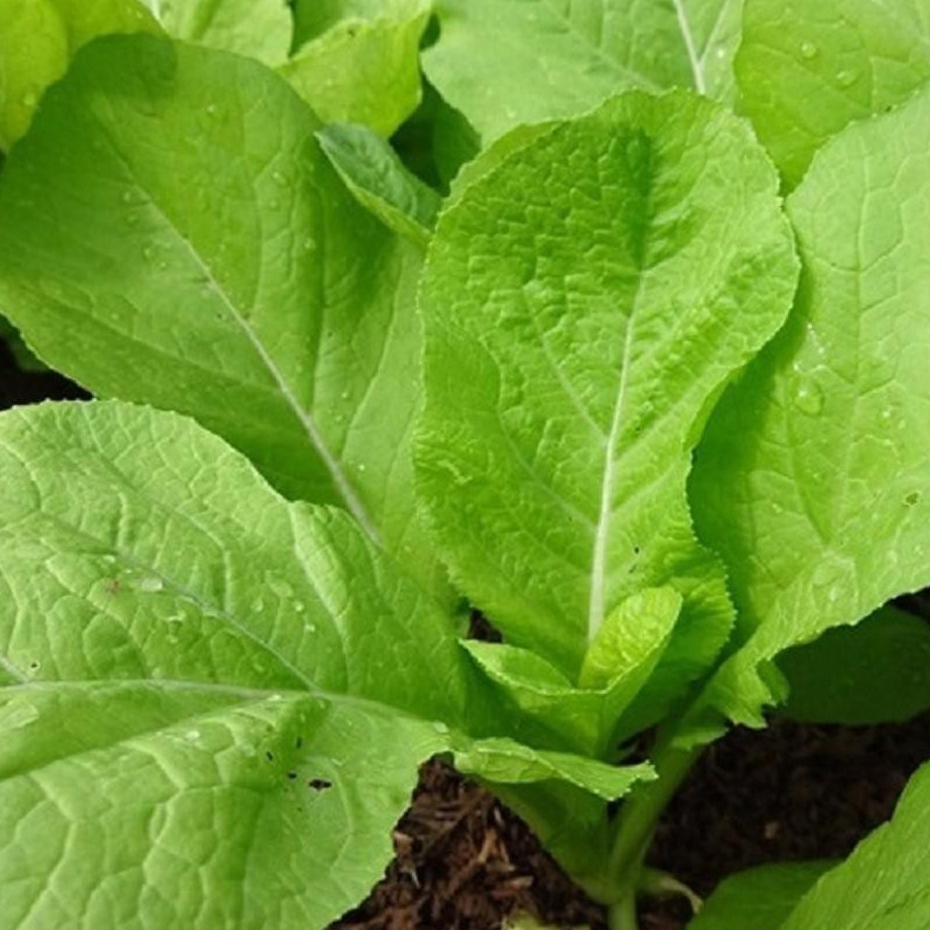 Hạt Giống Rau Cải Mơ Lùn ( Gói 20gram ) -  Knseeds4