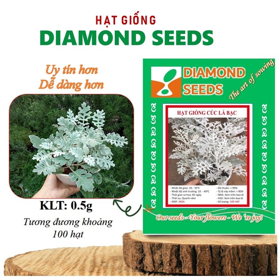 [HÀNG CHÍNH HÃNG] Hạt Giống Cúc Lá Bạc Cây Ren Bạc