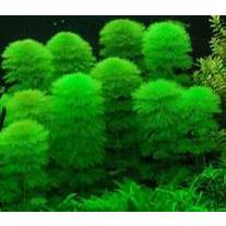 Rong La Hán Xanh , Rong La Hán Đỏ Thủy Sinh Cực Kì Đẹp Không Cần Co2