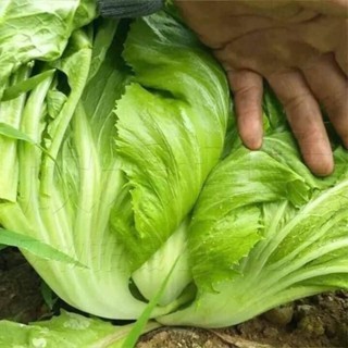 Hạt giống rau Cải Bẹ Dưa Đông Dư F1 Newzealand_Cây to_Lá Dày_Giòn