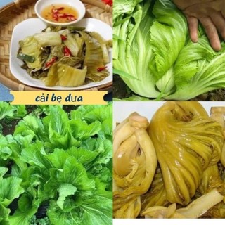 Hạt giống rau Cải Bẹ Dưa Đông Dư F1 Newzealand_Cây to_Lá Dày_Giòn