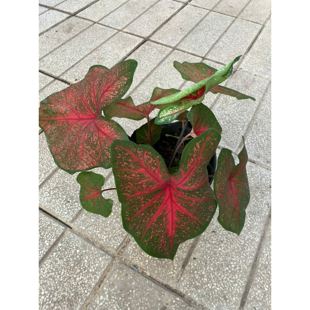 Cây môn kiểng Caladium