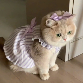  Váy nơ kẻ cho thú cưng  Tặng kẹp nơ  - Áo váy cho chó mèo thú cưng - Ziềng iu Petshop 