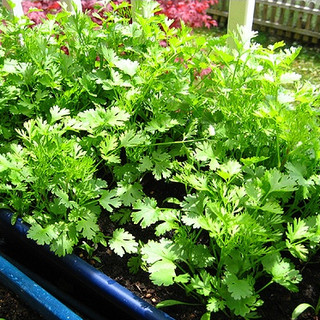 Hạt giống rau Mùi Ta Tía Bạc Liêu cao sản_Rau Mùi Cồn Tía_Ngò Rí Nam Định cực thơm