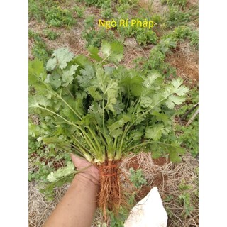 Hạt giống rau Mùi Ta Tía Bạc Liêu cao sản_Rau Mùi Cồn Tía_Ngò Rí Nam Định cực thơm