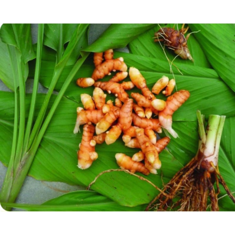 Củ Nghệ Vàng, Chậu Nghệ Vàng