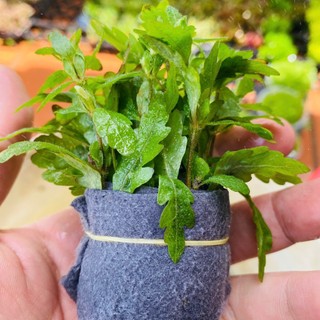 Cây Liễu Răng Cưa - Liễu Đỏ Ấn Độ