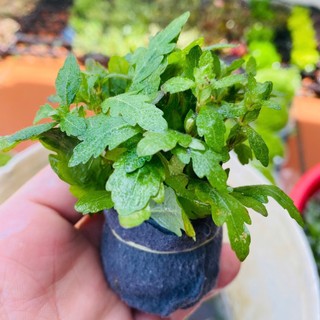 Cây Liễu Răng Cưa - Liễu Đỏ Ấn Độ