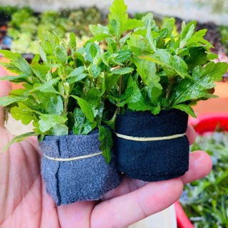 Cây Liễu Răng Cưa - Liễu Đỏ Ấn Độ