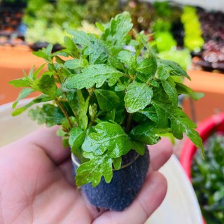 Cây Liễu Răng Cưa - Liễu Đỏ Ấn Độ