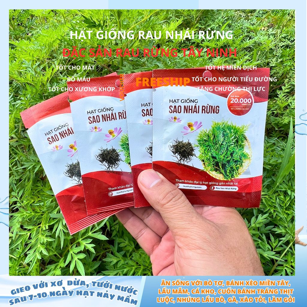 Hạt giống rau sao nhái rừng Tây Ninh, rau nhái rừng ăn bánh xèo, thịt nướng, bò tơ, kho quẹt, rau rừ