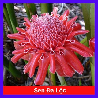 sen đa lộc / chậu cây cảnh sân vườn (cây bán chưa hoa cao 30-60cm)