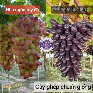  Combo 2 Cây . Ngón Tay Đen . Ngón Tay Đỏ. Giống nho ghép chuẩn .Có Kèm phân bón . 