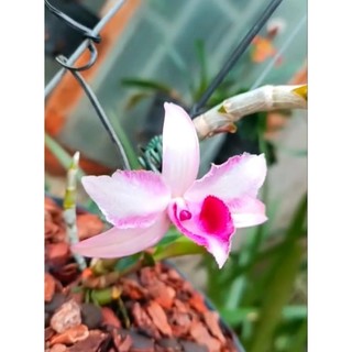 Cây giống Lan giả hạc Sáu Mắt