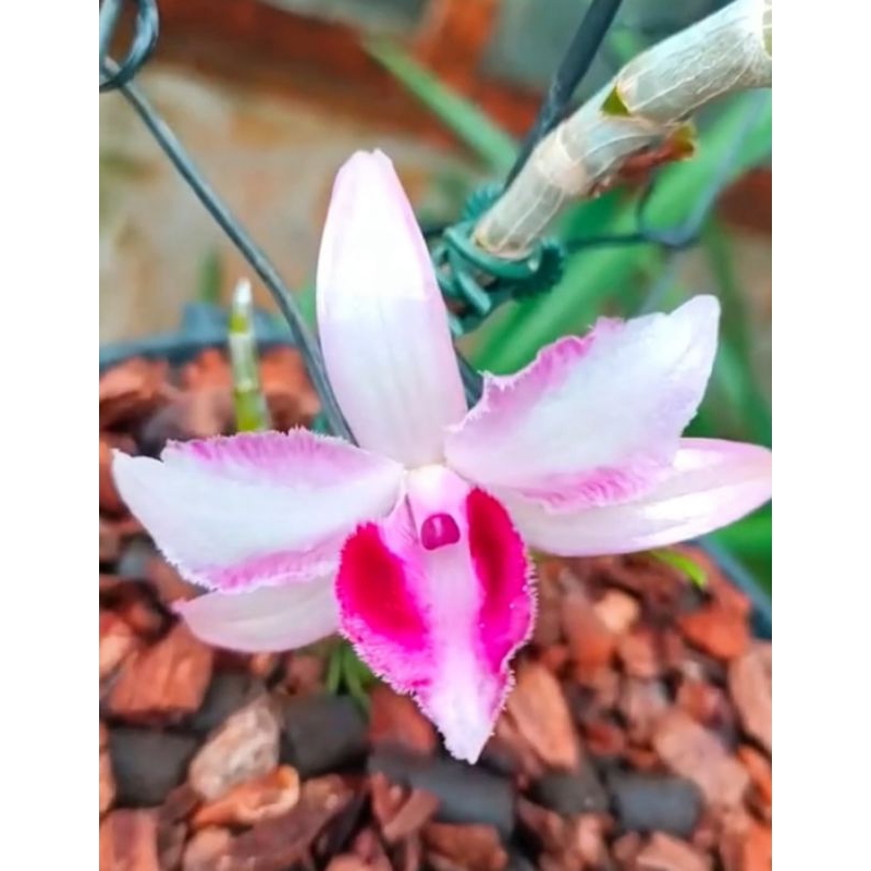 Cây giống Lan giả hạc Sáu Mắt