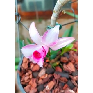 Cây giống Lan giả hạc Sáu Mắt