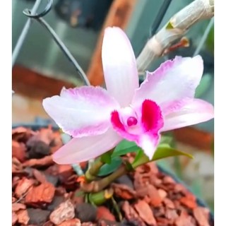 Cây giống Lan giả hạc Sáu Mắt