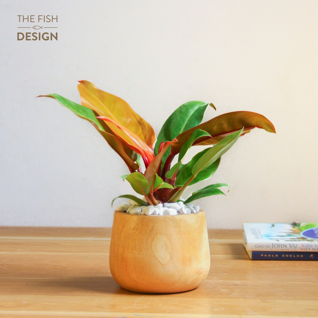 Chậu cây trầu bà đế vương đỏ sang trọng quyền uy may mắn, cây để bàn làm việc THE FISH DESIGN SIZE M