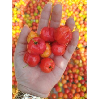 Sét Mix Chè Thập Cẩm Vị Tuổi Thơ Thơm Ngon Hấp Dẫn
