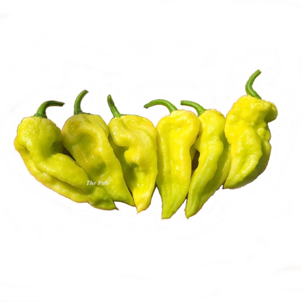 Hạt giống ớt Lemon Ghost 🌶 Siêu cay ghost pepper 1.000.000 SHU 🍋 Thơm vị chanh, dễ trồng tại nhà.
