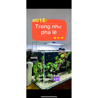 Men pha lê Long Giang làm trong nước tức thời cho bể cá cảnh, hấp thụ độc tố và mùi tanh