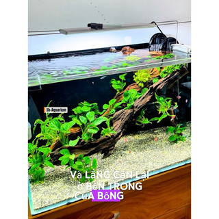 Men pha lê Long Giang làm trong nước tức thời cho bể cá cảnh, hấp thụ độc tố và mùi tanh