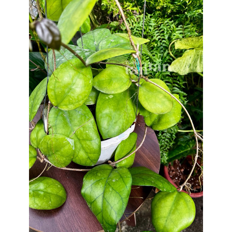 Cẩm cù Hoya Ricardo, hoa xinh, lá tròn to