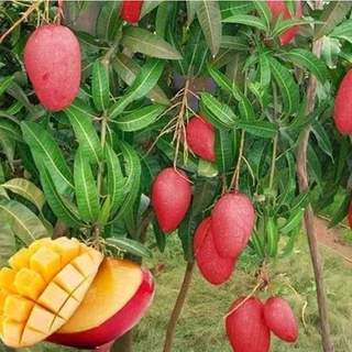 Cây GIống Xoài Đỏ NHật Bản lùn siêu trái ( xoài mặt trời ) - giống chuẩn 100% - cây có thể trồng chậu