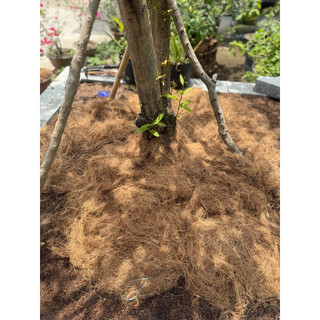 chỉ xơ dừa dùng giữ ẩm gốc cây 200g