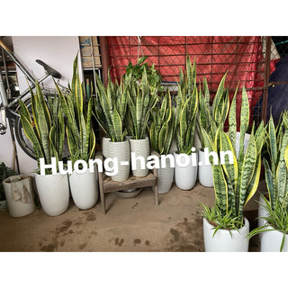 Chậu cây lưỡi hổ (1 chậu 3-5 cây)