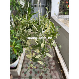 chậu treo cây đô la (Lan hạt dưa)
