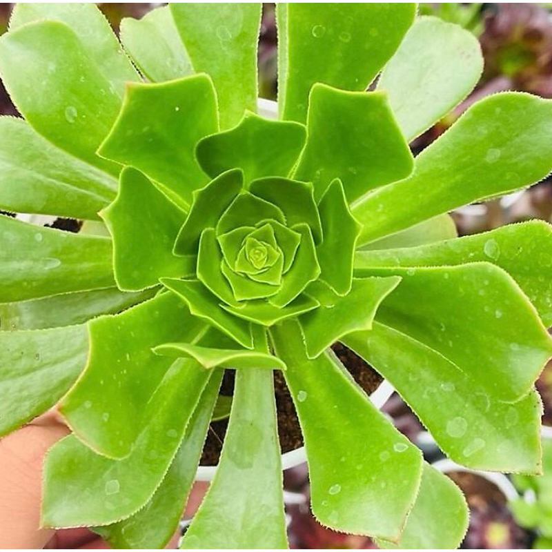 sen đá Aeo xanh size bầu đã thuần nắng mưa