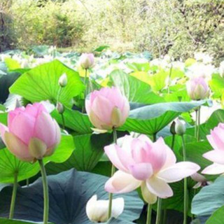 Hạt giống hoa sen ta - sen quê ( Gói 10 hạt ) - Knseeds4