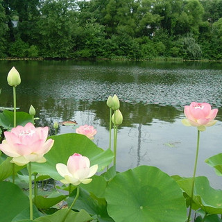 Hạt giống hoa sen ta - sen quê ( Gói 10 hạt ) - Knseeds4