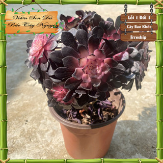 Sen đá Aeo/ Aeonium Medusa thân thụ già nhiều đầu trồng trang trí tiểu cảnh– Cây Cảnh Mini Trang Trí Bàn Làm Việc