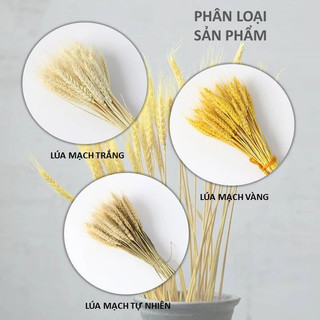 Bó 100 bông lúa mạch khô phụ kiện decor nhà cửa MARE54
