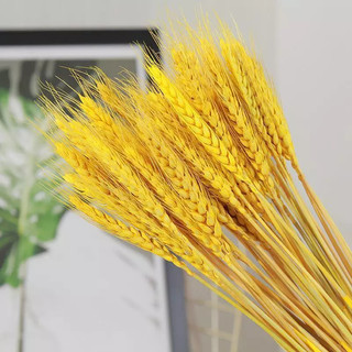 Bó 100 bông lúa mạch khô phụ kiện decor nhà cửa MARE54