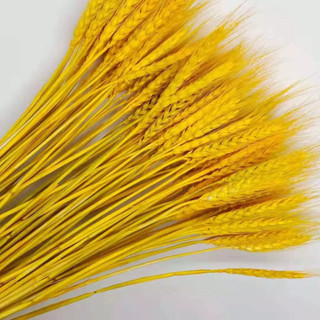 Bó 100 bông lúa mạch khô phụ kiện decor nhà cửa MARE54