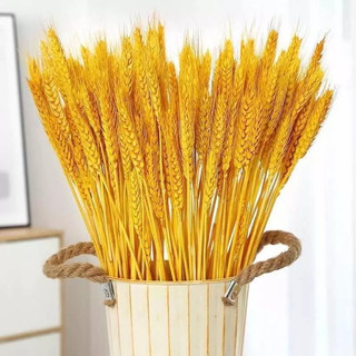 Bó 100 bông lúa mạch khô phụ kiện decor nhà cửa MARE54