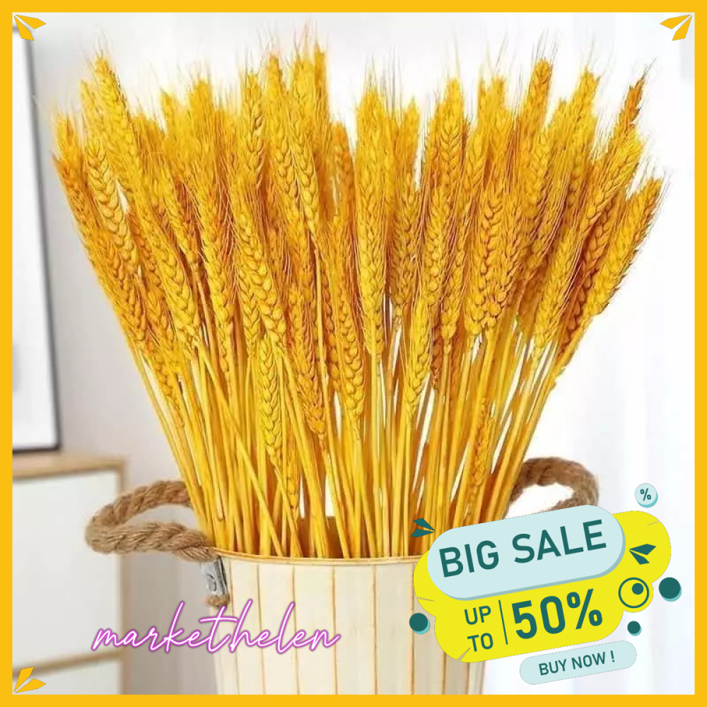 Bó 100 bông lúa mạch khô phụ kiện decor nhà cửa MARE54