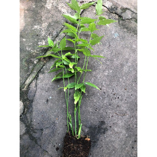 cây bìm bịp (xương khỉ ) 1 chậu lùm